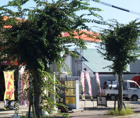 PACIFIC PLUS | 太加海外